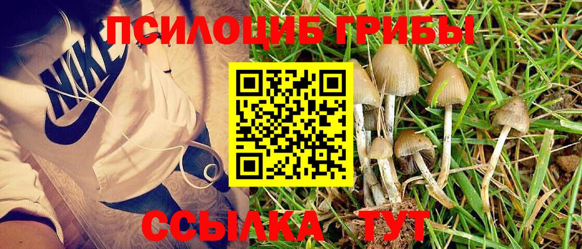 Псилоцибиновые грибы Psilocybe Камышлов